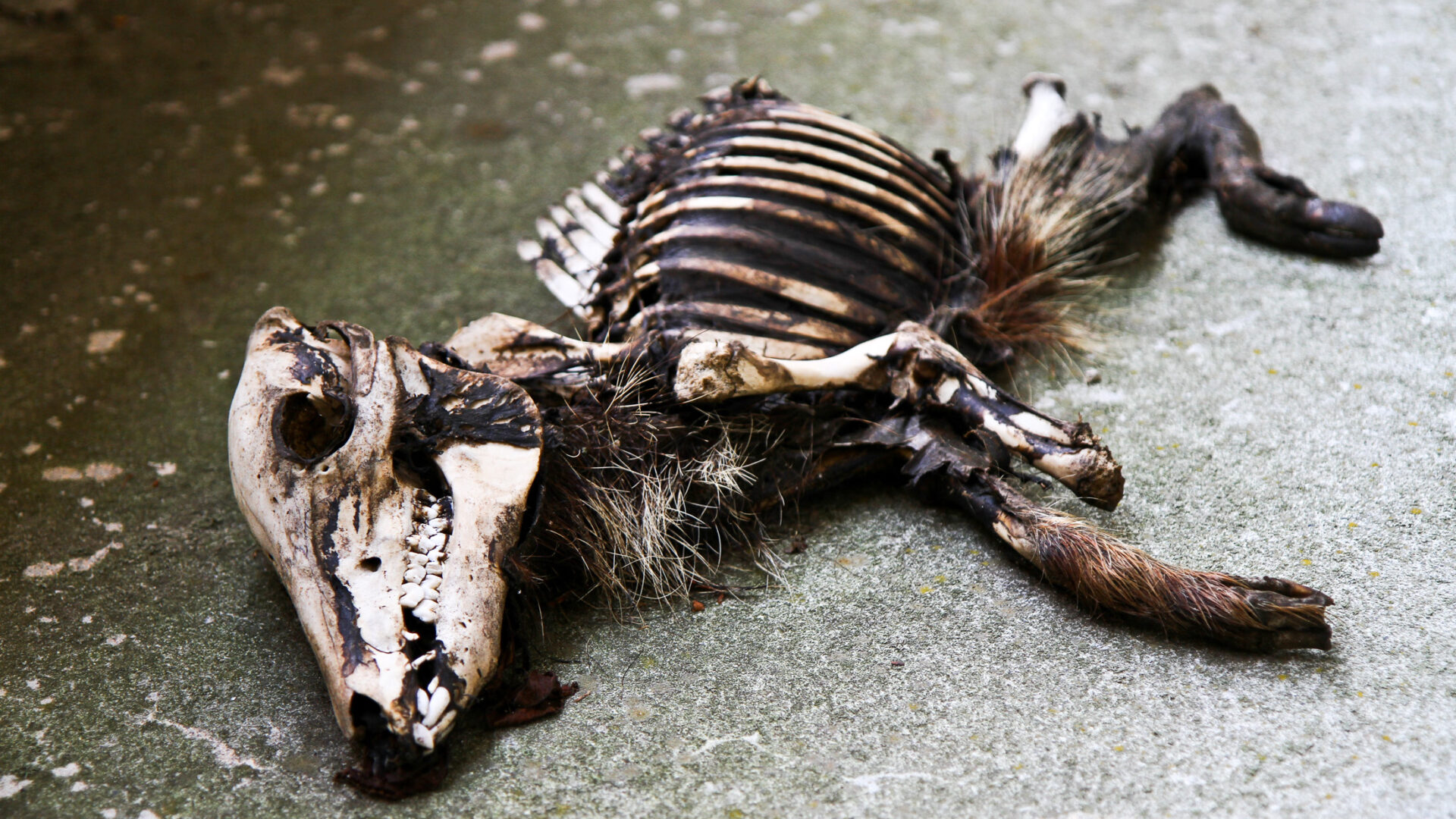 Eerie abandoned resort by Yamanakako Lake, showcasing haunting beauty and natures reclamation.