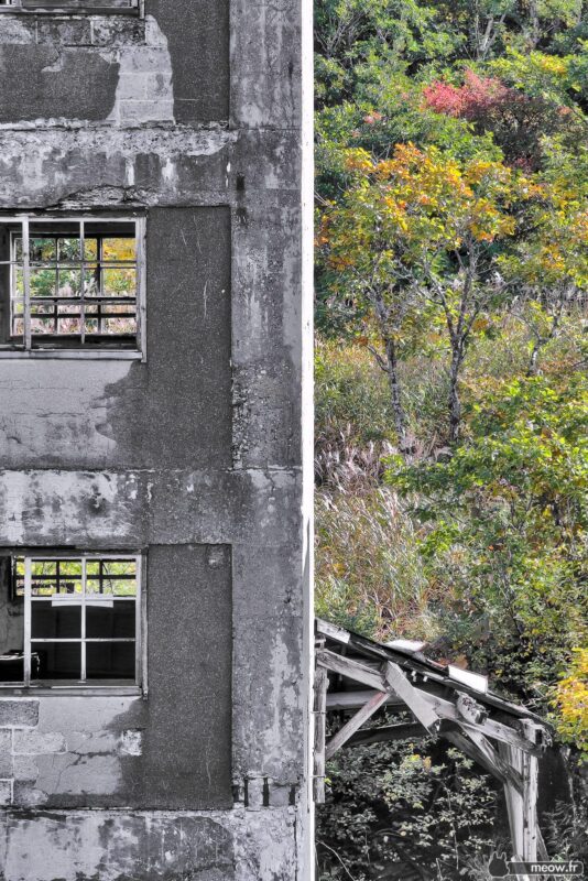 Natures vibrant renewal juxtaposed with decaying concrete structure in mountains landscape.