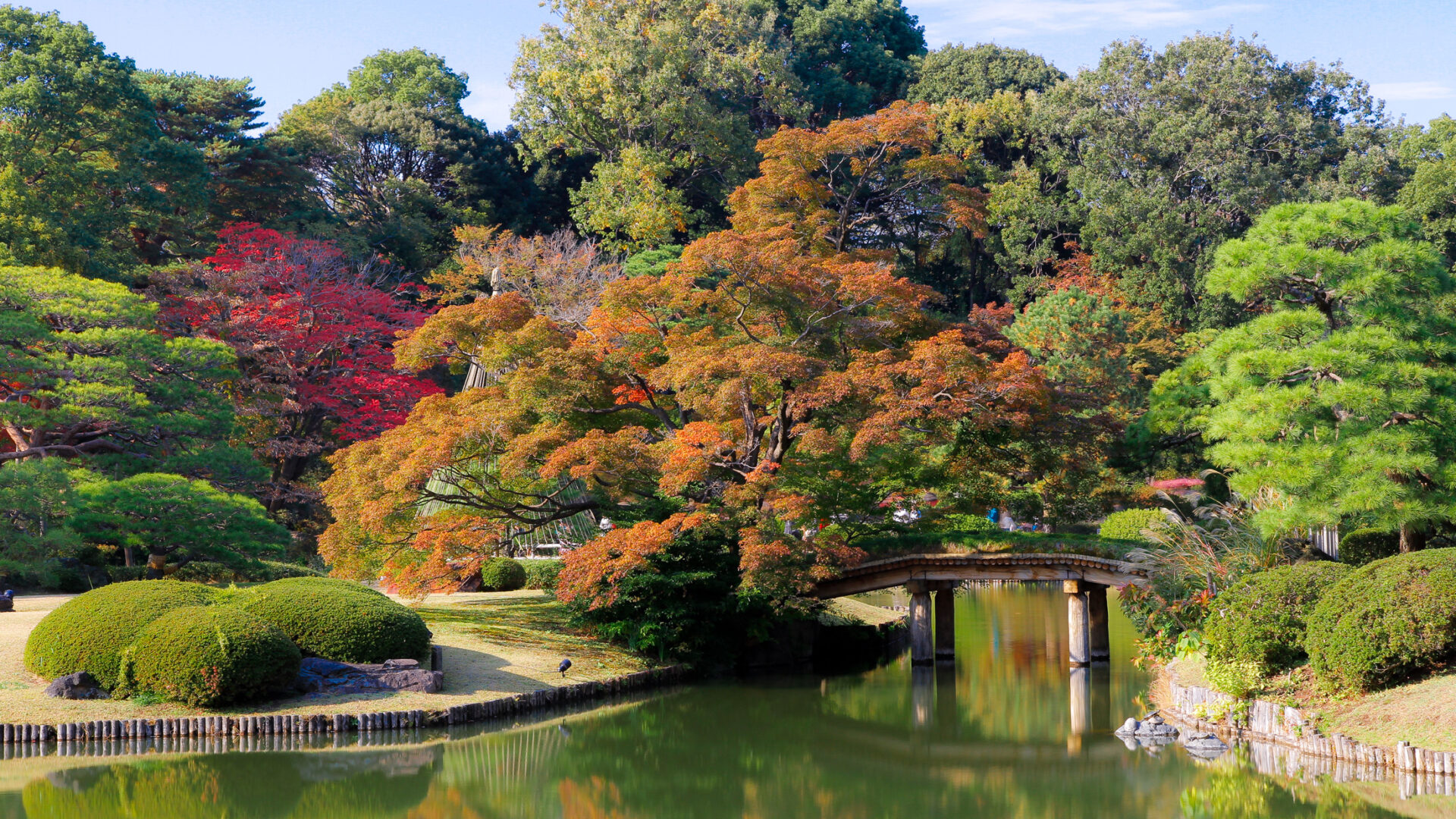 Tranquil autumn beauty in Japanese garden with vibrant foliage surrounding serene pond.