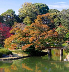 Tranquil autumn beauty in Japanese garden with vibrant foliage surrounding serene pond.