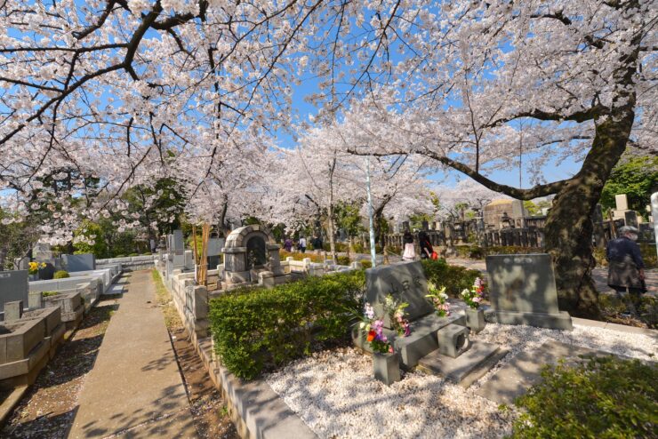Tranquil cherry blossoms and serene graves at Aoyama Cemetery in Japan.