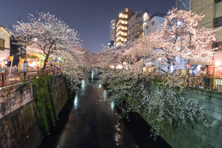 Tranquil cherry blossoms lining canal in Naka-Meguro, Tokyo, reflecting vibrant modern and traditional architecture.