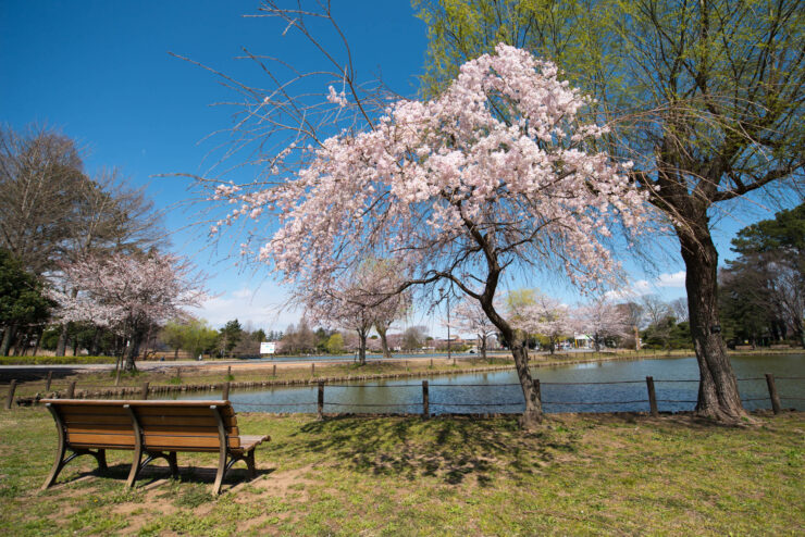 Tranquil Sakura blossoms in Saitama, Japan, creating a picturesque springtime scene at the lake.