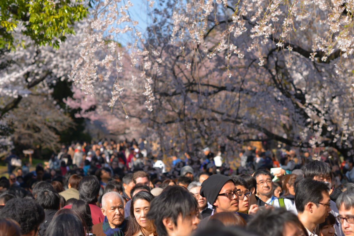 Spring joy at Shinjuku Garden: cherry blossoms, diverse crowd, vibrant atmosphere in Tokyo.