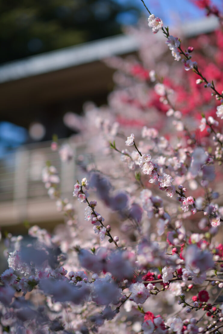 Serene cherry blossoms in Shinjuku Garden, Tokyo, Japan.