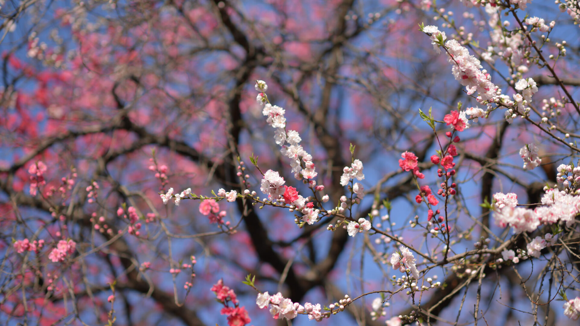 Tranquil white cherry blossoms in bloom at Shinjuku Garden, Tokyo, against red foliage backdrop.
