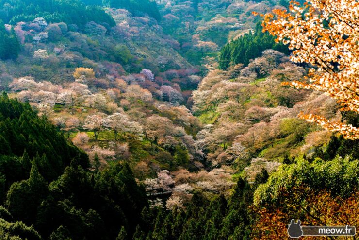Serene valley with cherry blossoms, autumn foliage, and distant mountains - breathtaking beauty.