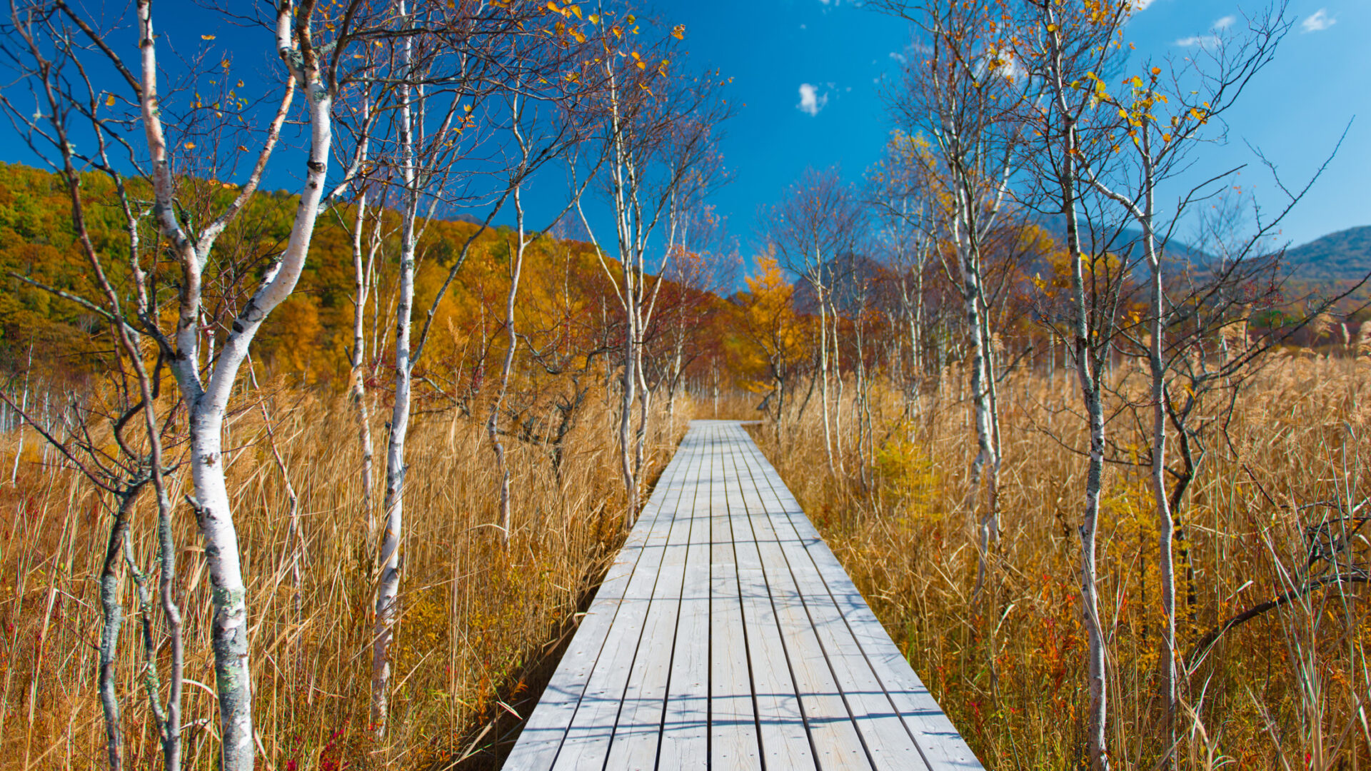 Tranquil autumn scene with boardwalk, birch trees, colorful foliage, and rolling hills.
