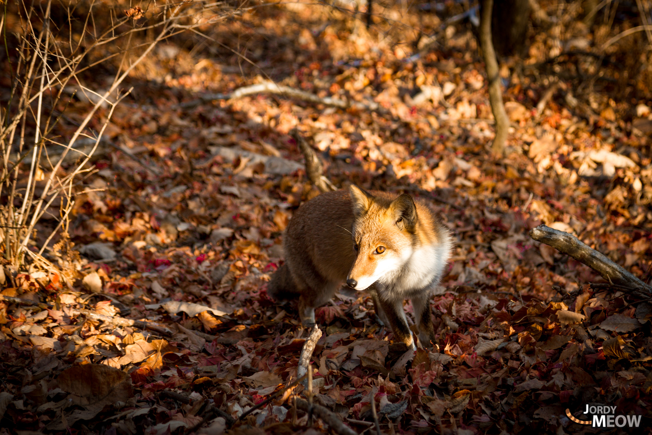 Vibrant fox in autumn forest of Gunma, Japan, standing among fallen leaves in sunlight.