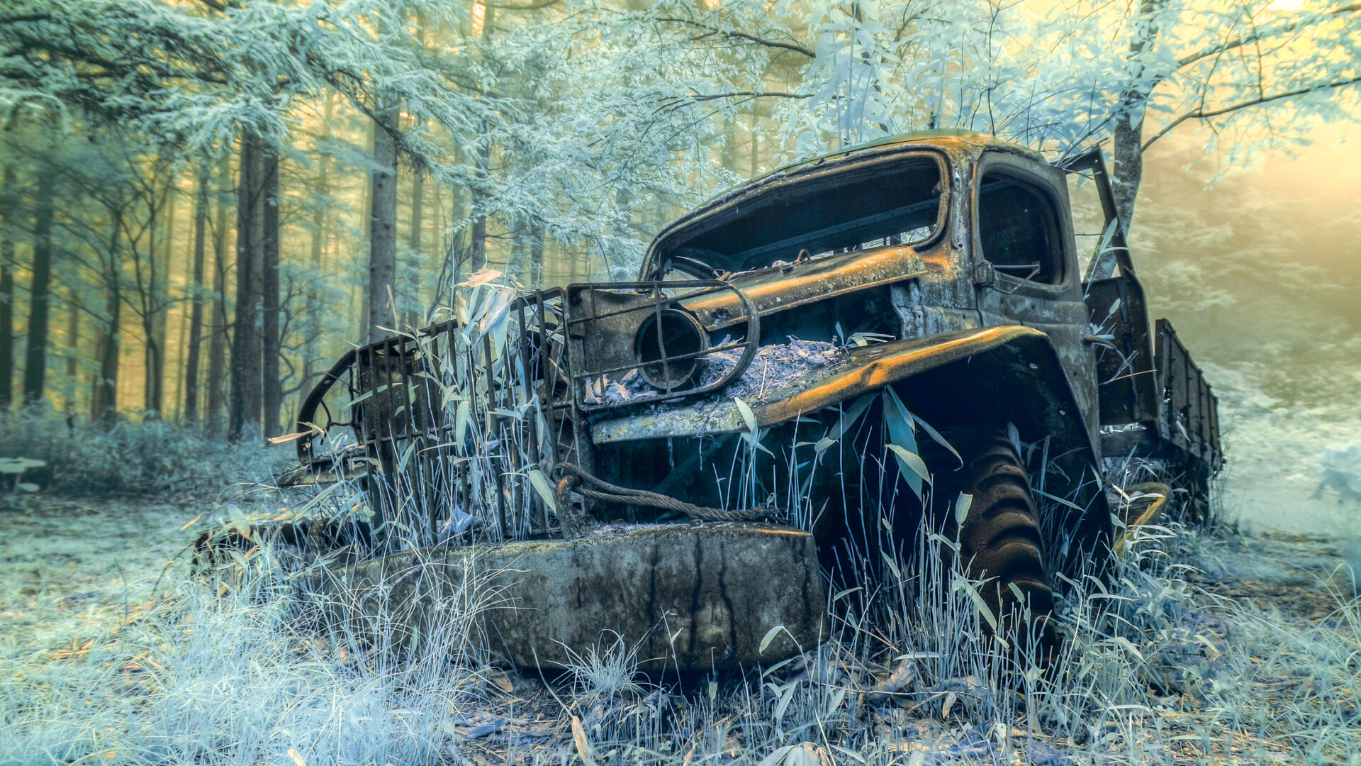 Abandoned Dodge car in mystical forest, frozen in time, nature reclaiming its space.