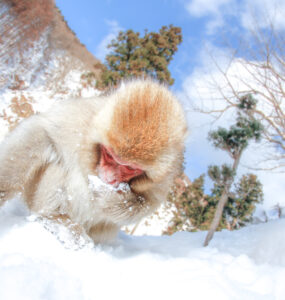 Snow Monkey Drinking Water in Winter Wonderland - A Serene Scene of Survival.
