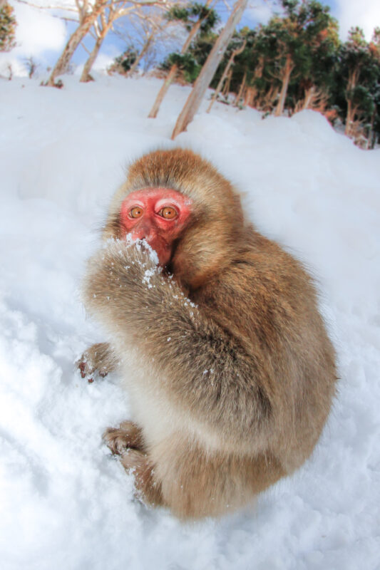Snow monkey in winter wonderland at Jigokudani Valley, Japan.