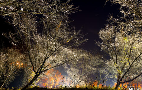 Enchanting night view of Fuyuzakura cherry trees at Sakurayama Park in autumn, Japan.