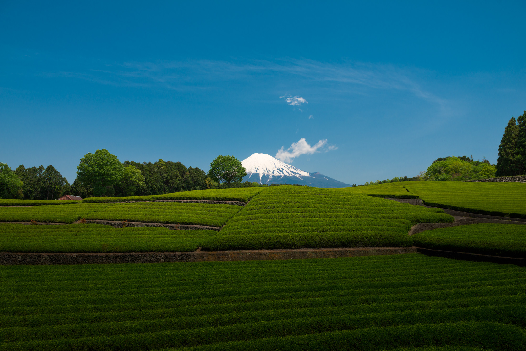 Mount Fujis Serene Tea Fields: Captivating Beauty