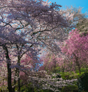 Enchanting cherry blossoms at Yoshinoyama, Japan - a mesmerizing floral display against blue sky.