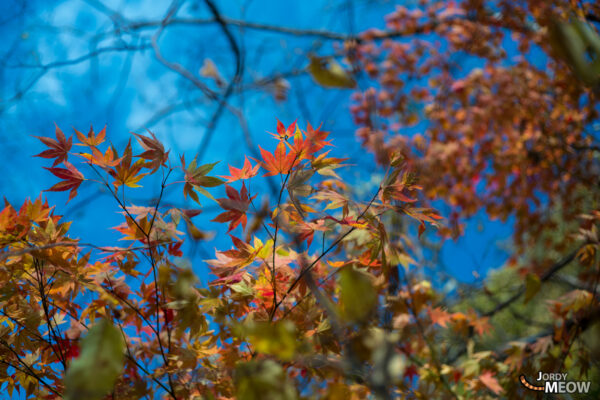 Autumn beauty at Wagakawa Hydro Plant in Tohoku, Japan - a vibrant relic.