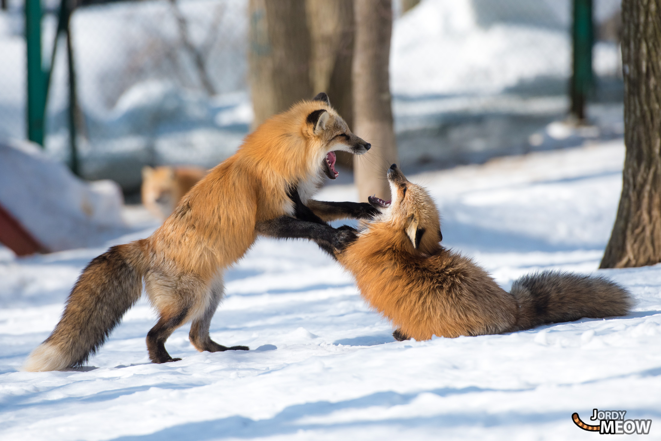Enchanting snow foxes playing in Miyagis winter wonderland.