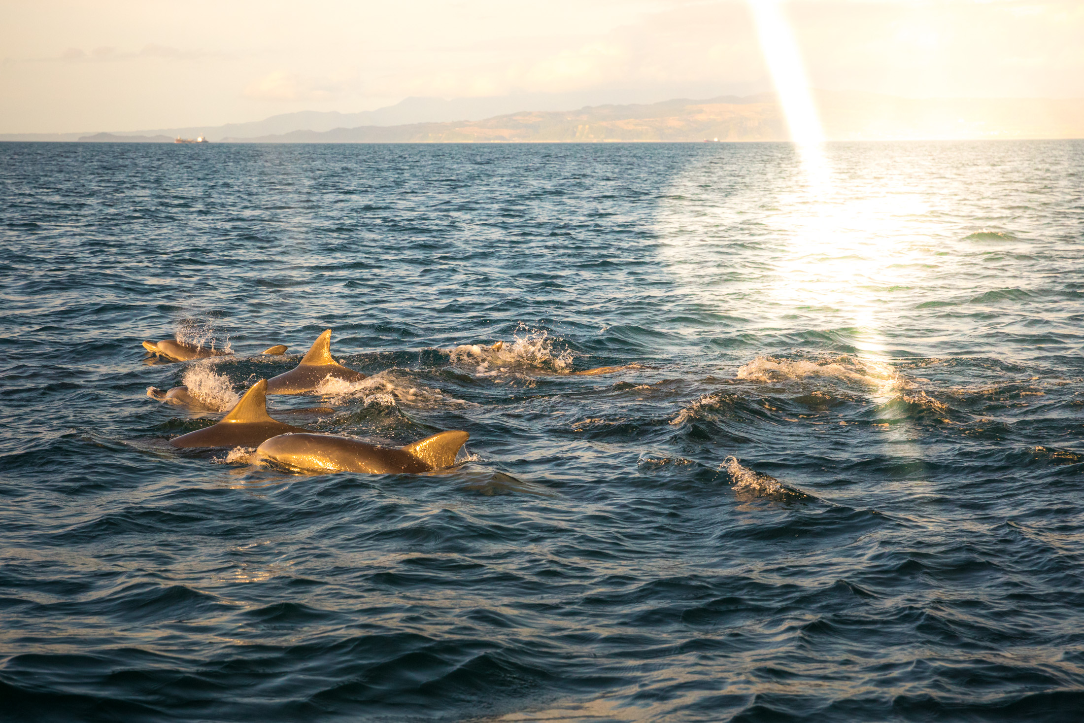 Dolphin