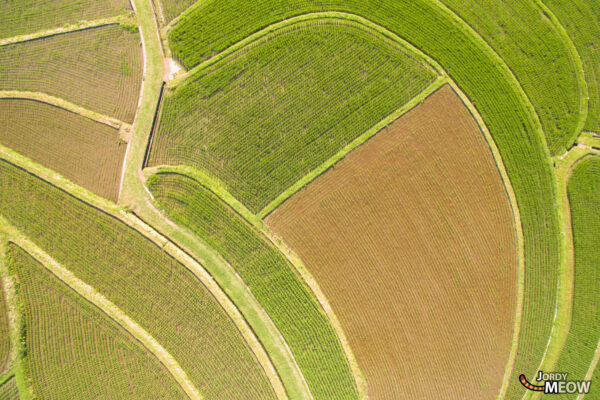 Tranquil Aragi Island Rice Terraces - Stunning view of terraced rice fields in Japan.