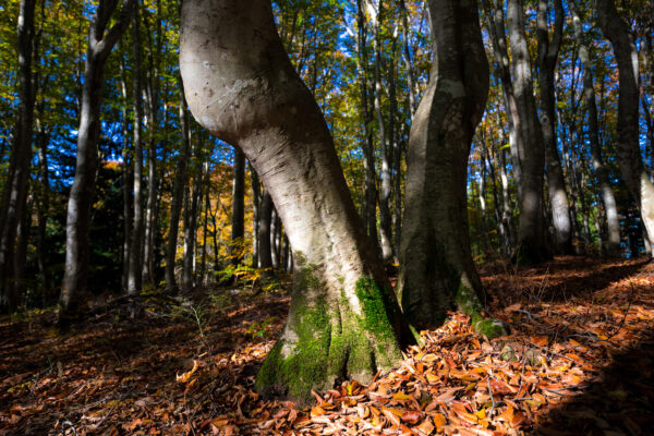 Serene beauty of elegant trees in Matsunoyamas Beautiful People Forest, Tokamachi City.