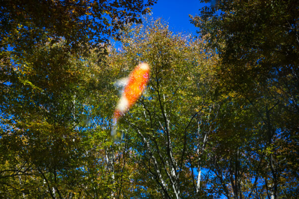 Beautiful autumn scene in the Bijin Bayashi Forest, showcasing vibrant foliage and serene atmosphere.