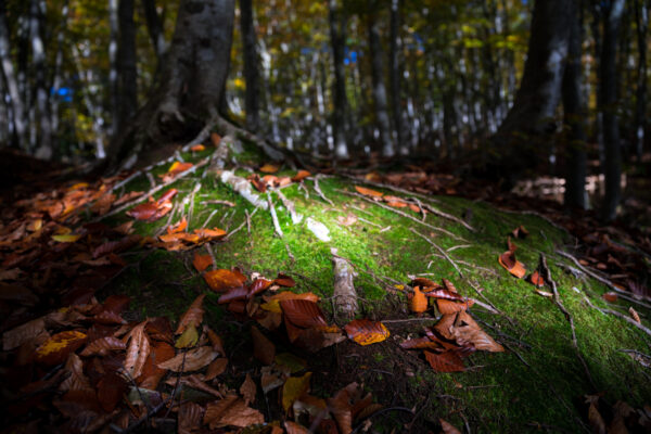 Beautiful Peoples Forest - Enchanting woodland with vibrant leaves, moss, and ethereal sunlight glow.