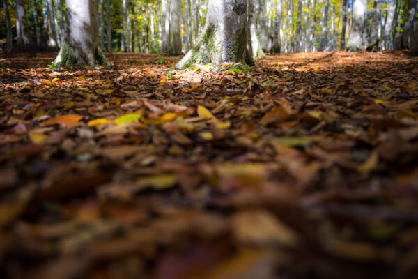 Enchanting forest landscape with tall beech trees in Matsuguchi hills, Tokamachi City.