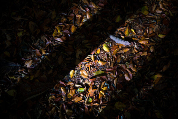 Enchanting autumn leaves in vibrant colors at Bijin Bayashi Forest, Tokamachi City, Japan.