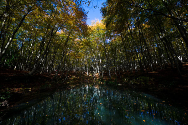 Enchanting autumn scene at Bijin Bayashi Forest with vibrant foliage and reflective pool.