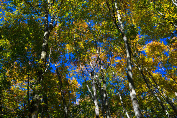 Beautiful Womens Forest: Vibrant Autumn Colors in Bijin Bayashi.