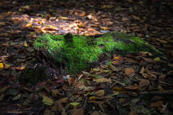 Enchanting Mossy Forest: Bijin Bayashi Beauty - Tranquil, lush moss-covered tree stump scene.