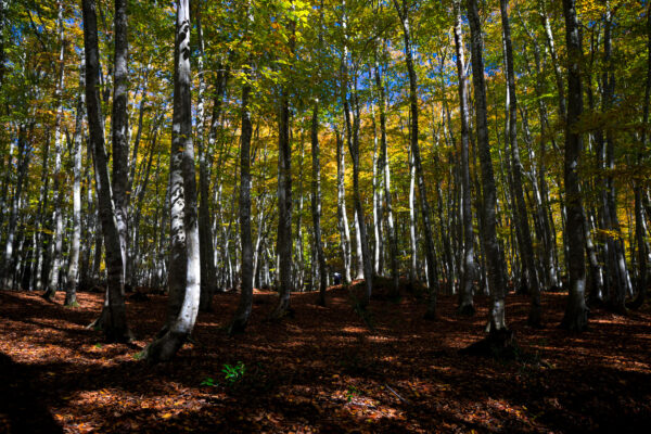 Explore Bijin Bayashi Forest: a captivating haven of beauty, light, and tranquility.