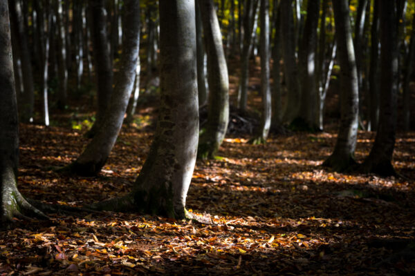 Enchanting Bijinbayashi Forest in Tokamachi City - serene beauty of graceful beech trees.