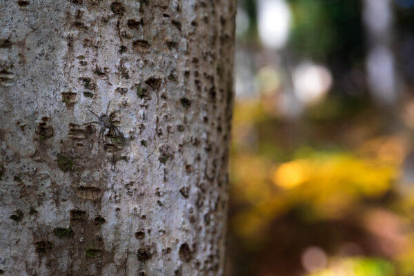 Graceful Beauty: Bijin Bayashi Forest - showcasing the intricate bark and lush surroundings.