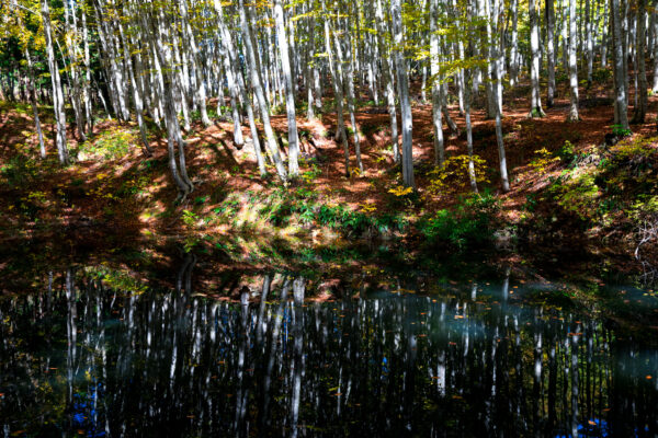 Tranquil beauty of Bijin Bayashi Forest with tall beech trees reflecting in pond.