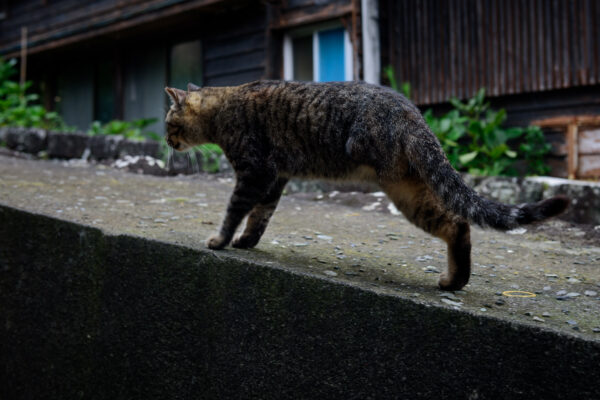 Cat exploring traditional Japanese neighborhood with lush greenery and wooden buildings.