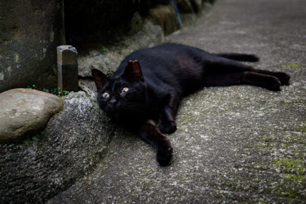 Black cat resting on stone path in tranquil Oshima Island.