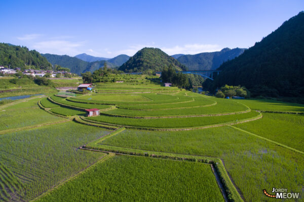 Serene terraced rice fields in Shimizu, Japan, showcasing beauty of nature and agriculture.