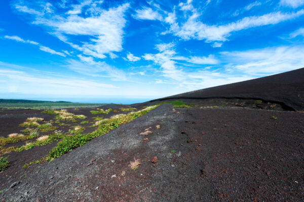 Resilient beauty of Oshima Island: lush greenery, vibrant wildflowers on black lava landscape.