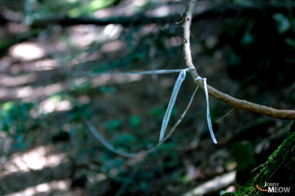 Ethereal beauty in Aokigahara Forest: threads of mystery and melancholy.