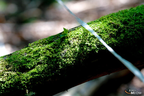 Whispers of Aokigahara: Tranquil beauty in the lush Japanese forest invites contemplation.