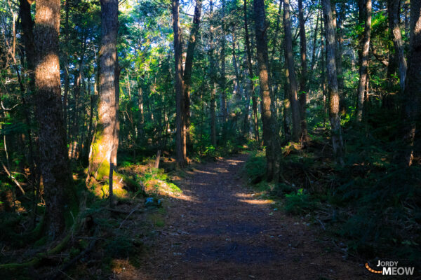 Explore the beauty and tranquility of Aokigahara Forest in Japan.