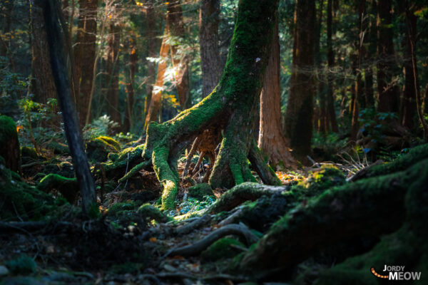 Discover the mystical beauty and tragic history of Aokigahara Jukai, the Suicide Forest in Japan.