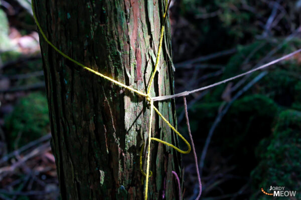 Whispers in Japanese Aokigahara Forest: haunting strings symbolize natures beauty and human despair.