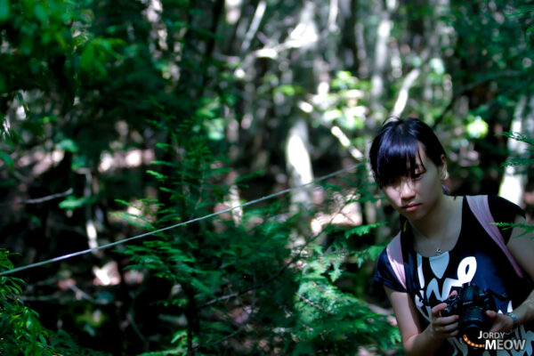 Lost in contemplation amidst haunting beauty of Aokigahara Forest, strings echoing tragic history.