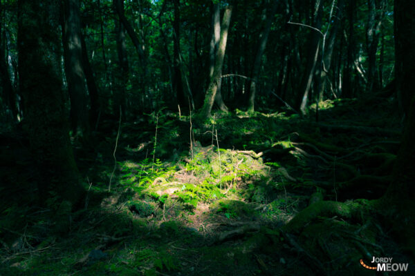 Aokigahara: Serene landscape for reflection on lifes fragility and natures power.