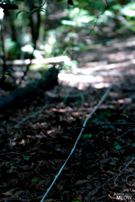 Strings of Solitude: Aokigahara Forest - A haunting glimpse into human presence amid isolation.