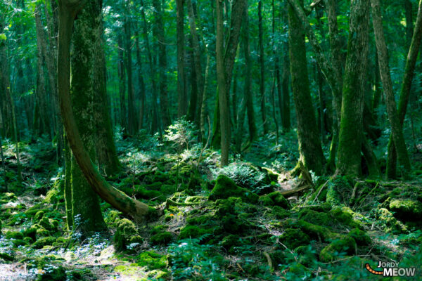 Enchanting Aokigahara Forest: Lush foliage, towering trees, rocky caverns, and serene shadows.