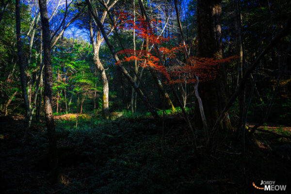 Majestic Aokigahara Jukai Forest in Autumn - Yamanashi, Japan.