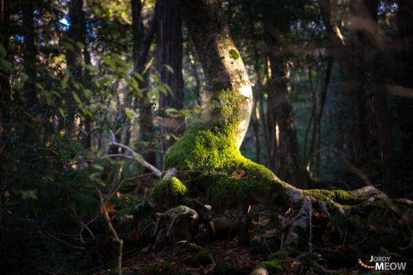 Enchanting Aokigahara Jukai Forest in Yamanashi, Japan.